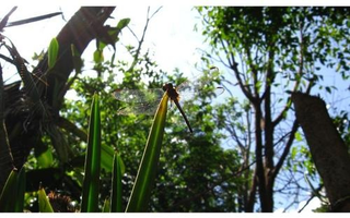 Illustration for article titled Shooting Challenge: Bugs Gallery (Part 1)